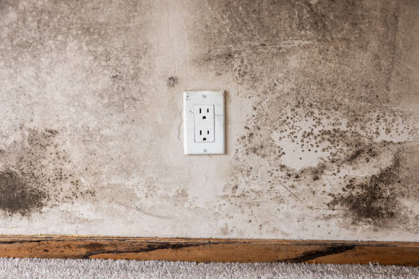 Best Air Quality Testing for Mold Spores  in Hawley, PA