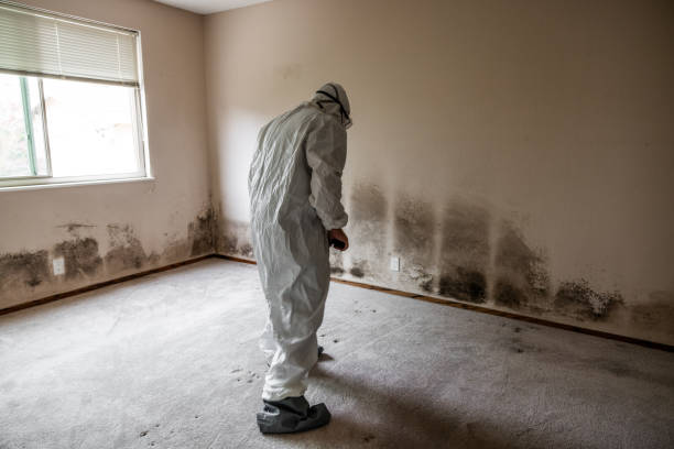 Best Mold Remediation for Healthcare Facilities  in Hawley, PA