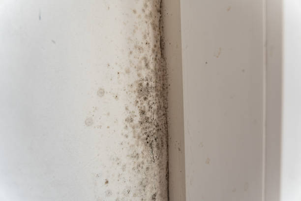 Best Water Damage & Mold Remediation  in Hawley, PA